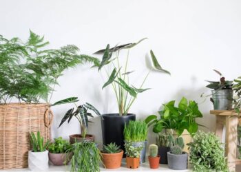 Cây gì nên trồng trong văn phòng để tài vượng cả năm – phong thủy tốt, dễ chăm