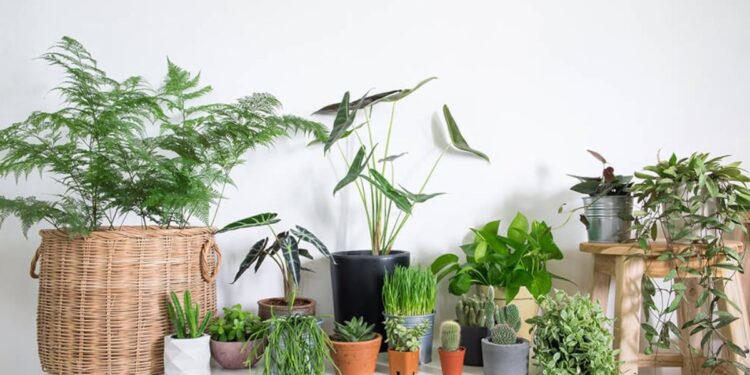 Cây gì nên trồng trong văn phòng để tài vượng cả năm – phong thủy tốt, dễ chăm